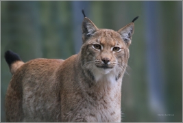 <p>RYS OSTROVID (Lynx lynx) Zoo Děčín</p>